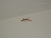 080802-11_aldiana_sarigerme_tuerkei_mk428