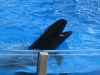 20101007_orlando3_seaworld_mk041