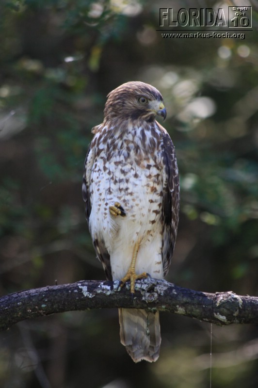 20101008_way_to_cape_coral_mk122