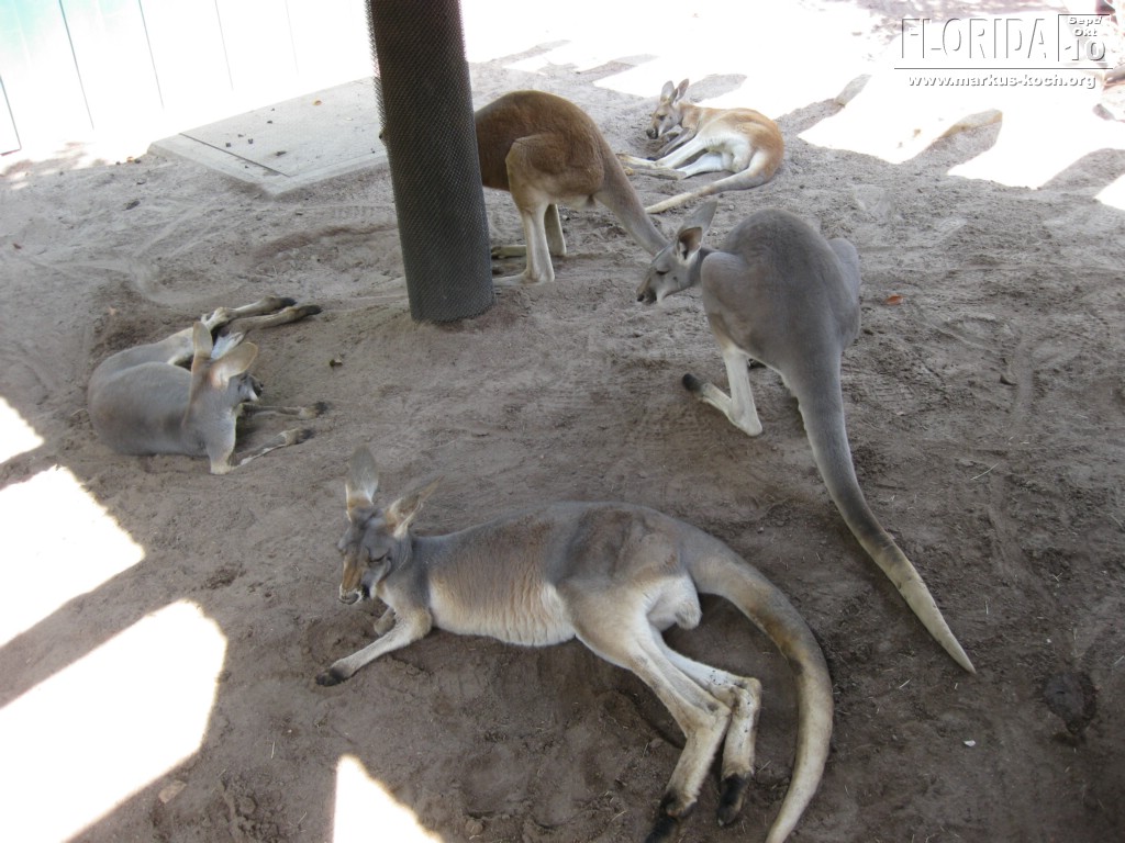 20101014_cape_coral6_busch_gardens_mk038
