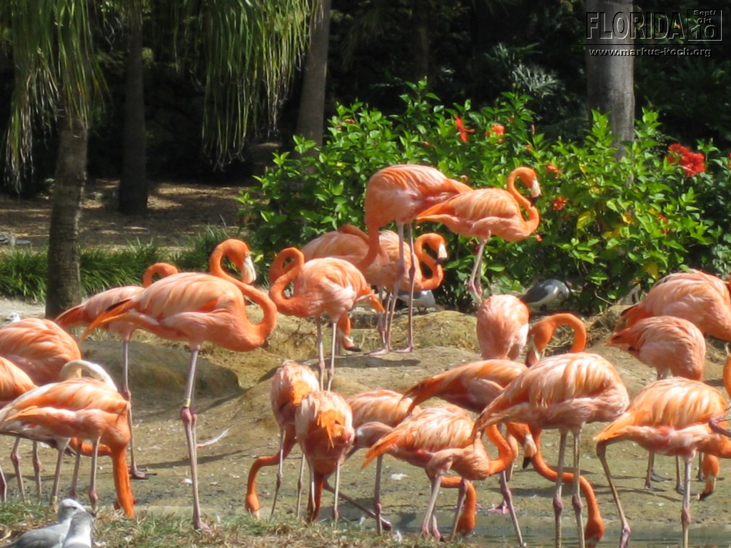 20101014_cape_coral6_busch_gardens_mk047