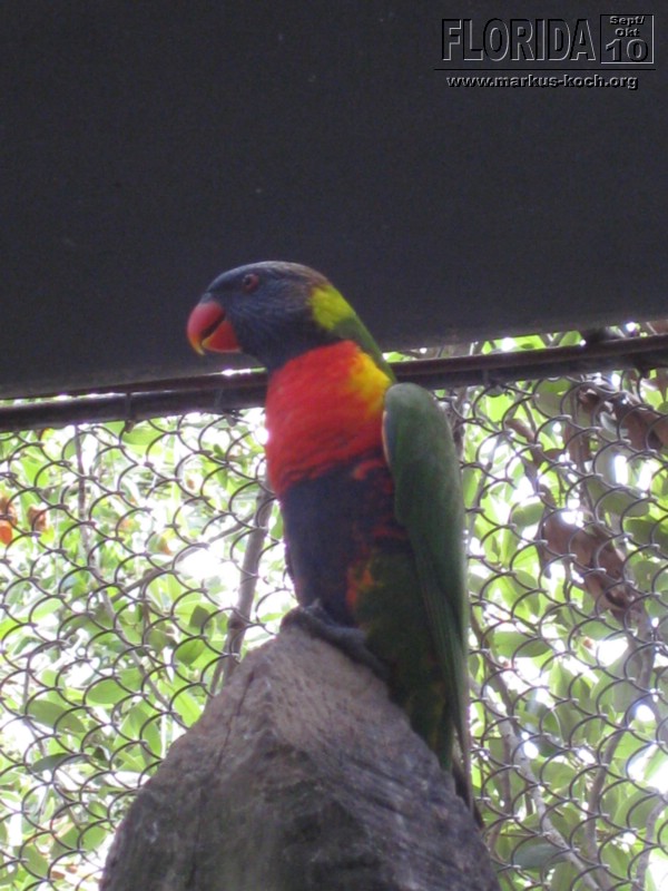 20101014_cape_coral6_busch_gardens_mk074