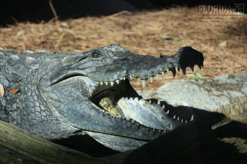 20101014_cape_coral6_busch_gardens_mk272