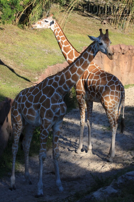 20101014_cape_coral6_busch_gardens_mk306