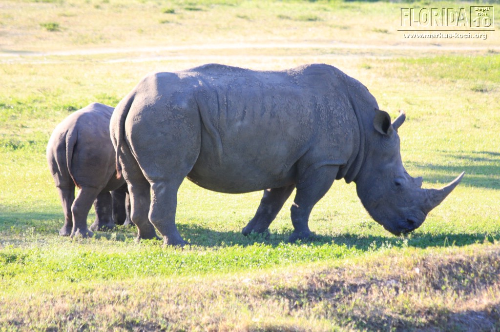 20101014_cape_coral6_busch_gardens_mk320