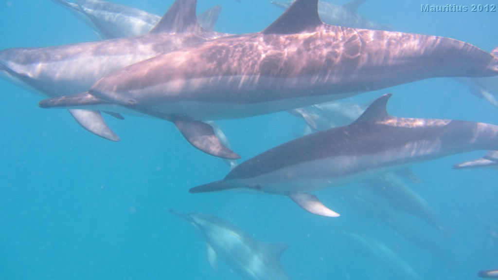 20121020_tag3_mru_tauchen_mk076