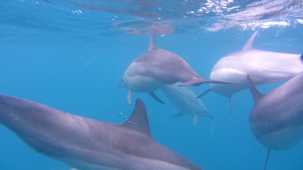 20121020_tag3_mru_tauchen_mk086