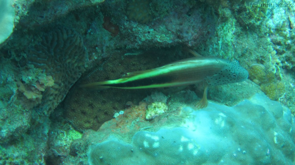 20121020_tag3_mru_tauchen_mk110