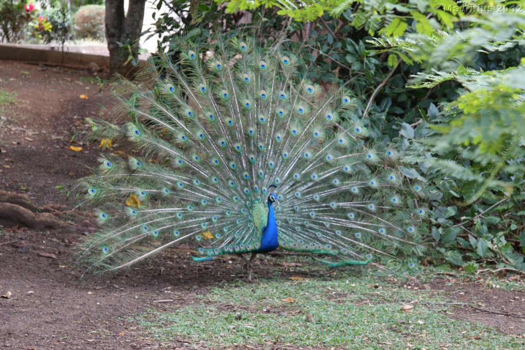 20121021_tag4_mru_cesalapark_mk041