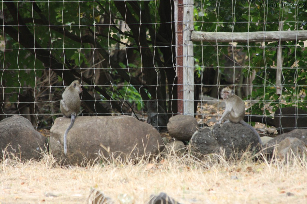 20121021_tag4_mru_cesalapark_mk157