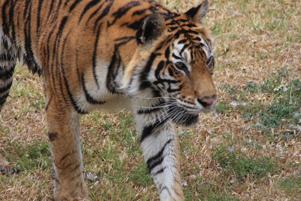 20121021_tag4_mru_cesalapark_mk170