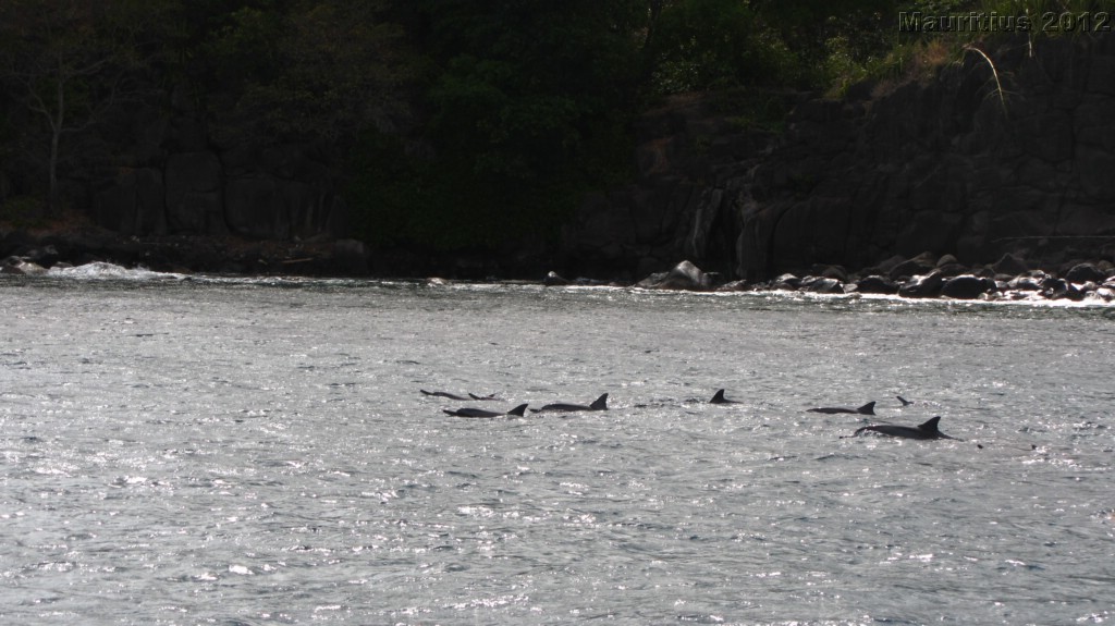 20121026_tag9_mru_dolswim_mk016