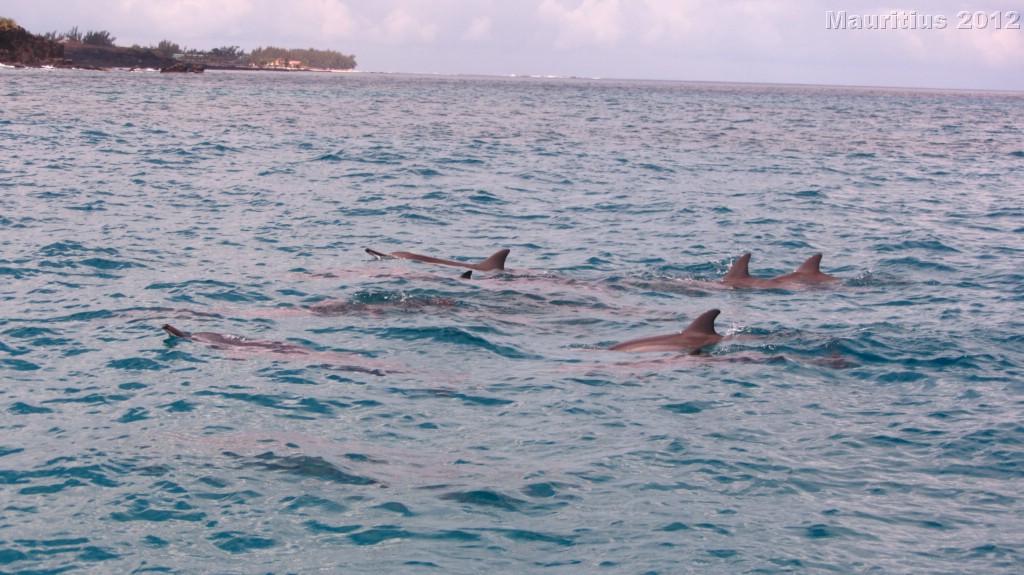 20121026_tag9_mru_dolswim_mk020