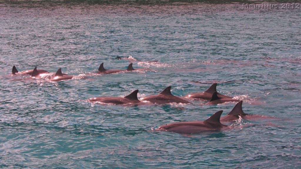 20121026_tag9_mru_dolswim_mk028