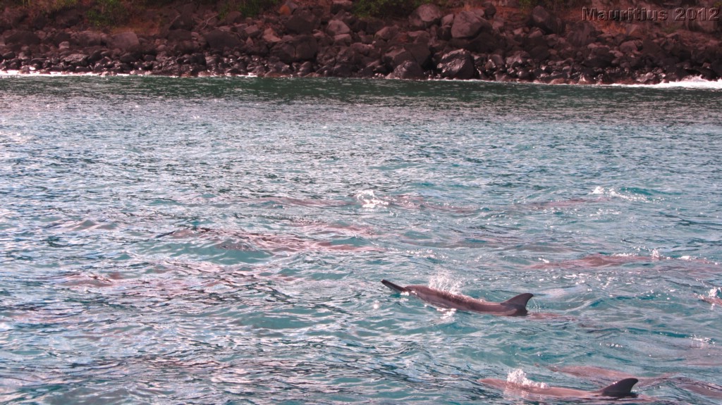 20121026_tag9_mru_dolswim_mk029