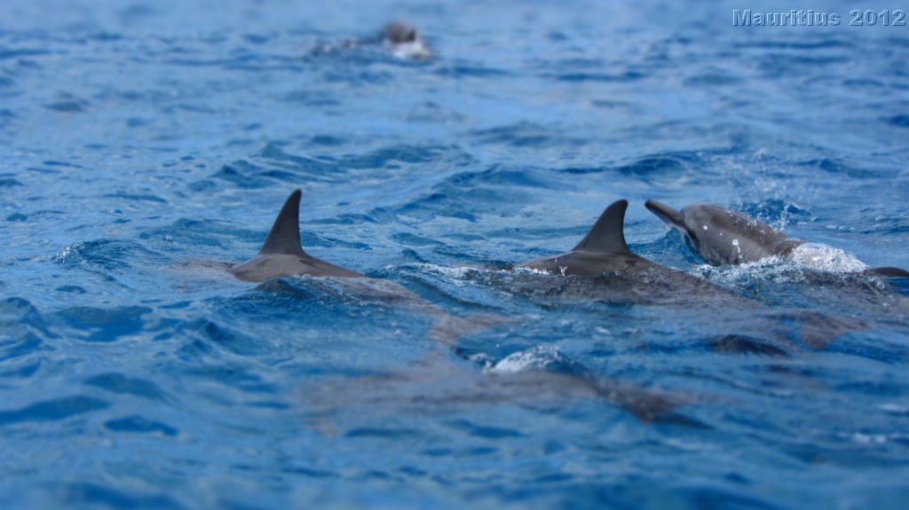 20121026_tag9_mru_dolswim_mk038