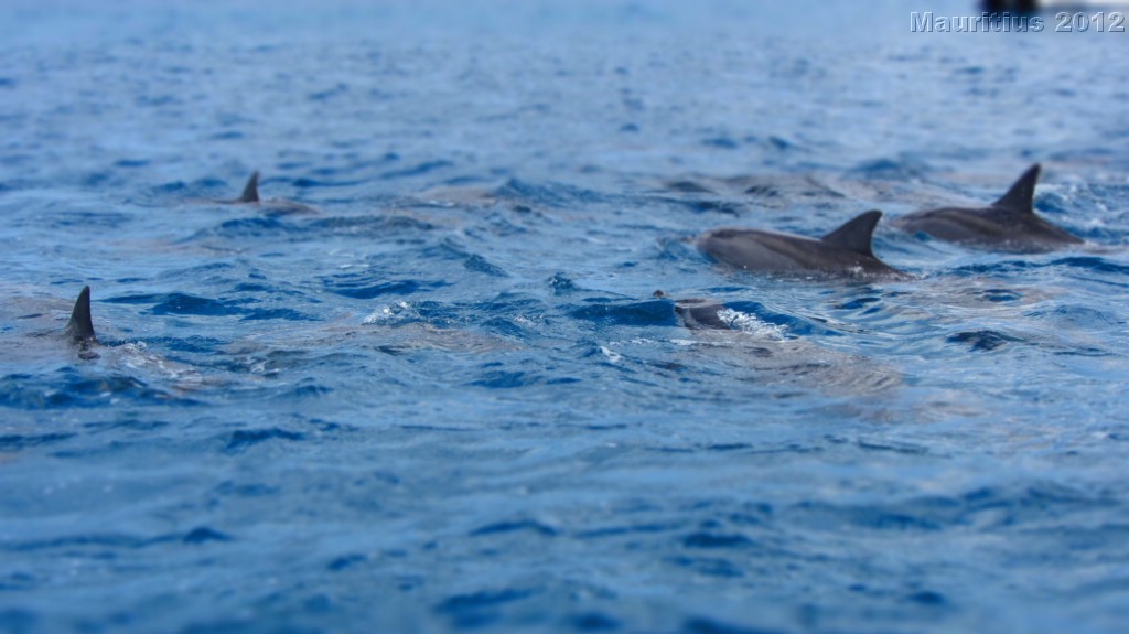 20121026_tag9_mru_dolswim_mk039