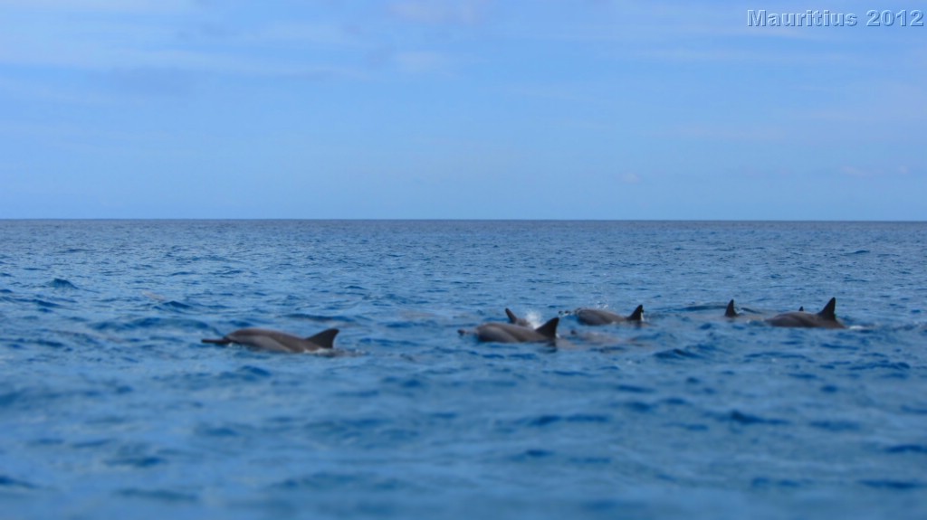 20121026_tag9_mru_dolswim_mk041