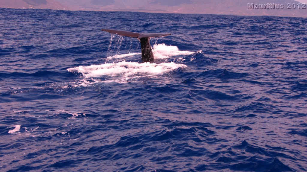 20121026_tag9_mru_dolswim_mk068