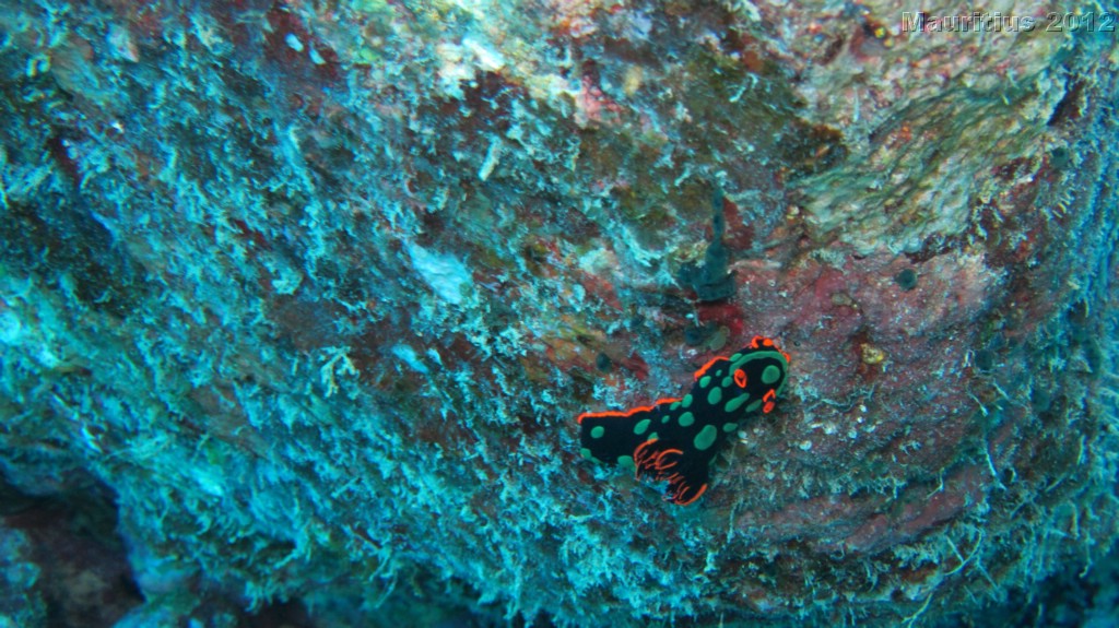 20121027_tag10_mru_tauchen2_mk011