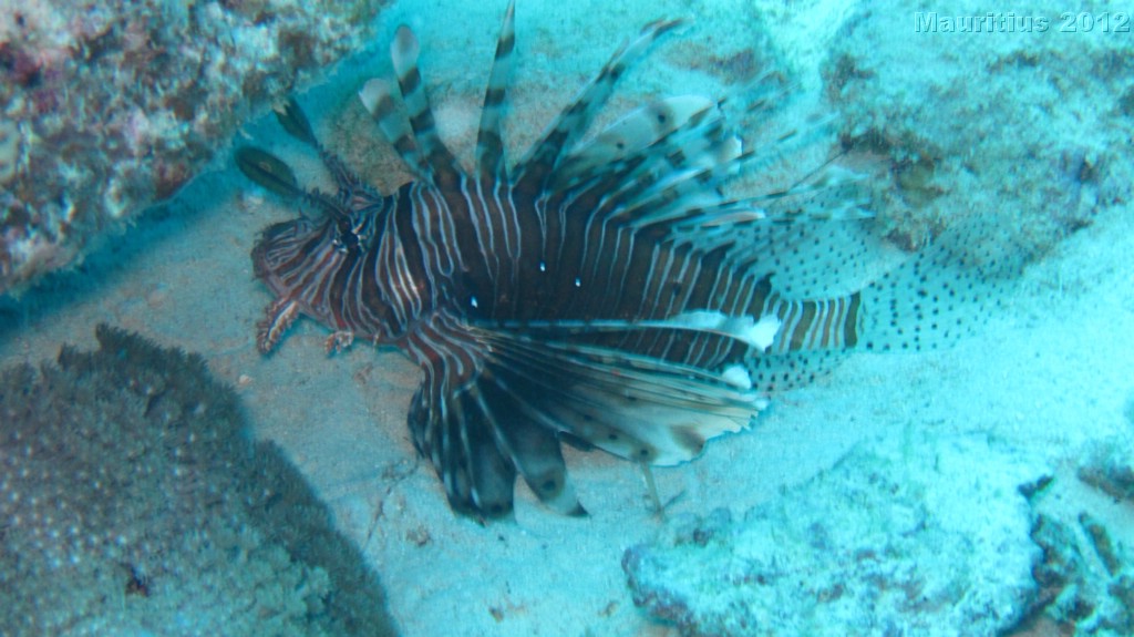 20121027_tag10_mru_tauchen2_mk030