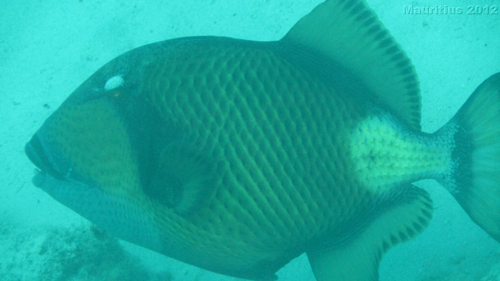 20121027_tag10_mru_tauchen2_mk055