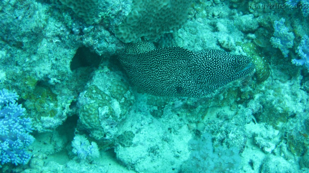 20121027_tag10_mru_tauchen2_mk074