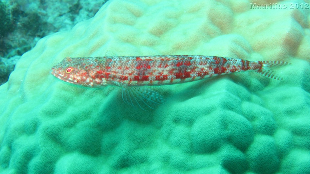 20121027_tag10_mru_tauchen2_mk081