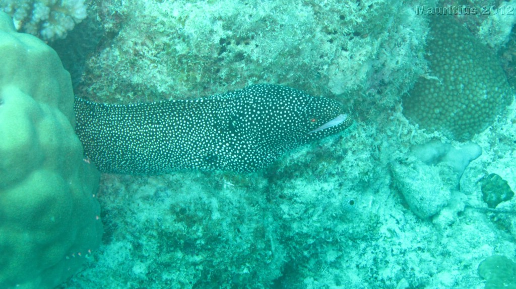 20121027_tag10_mru_tauchen2_mk084