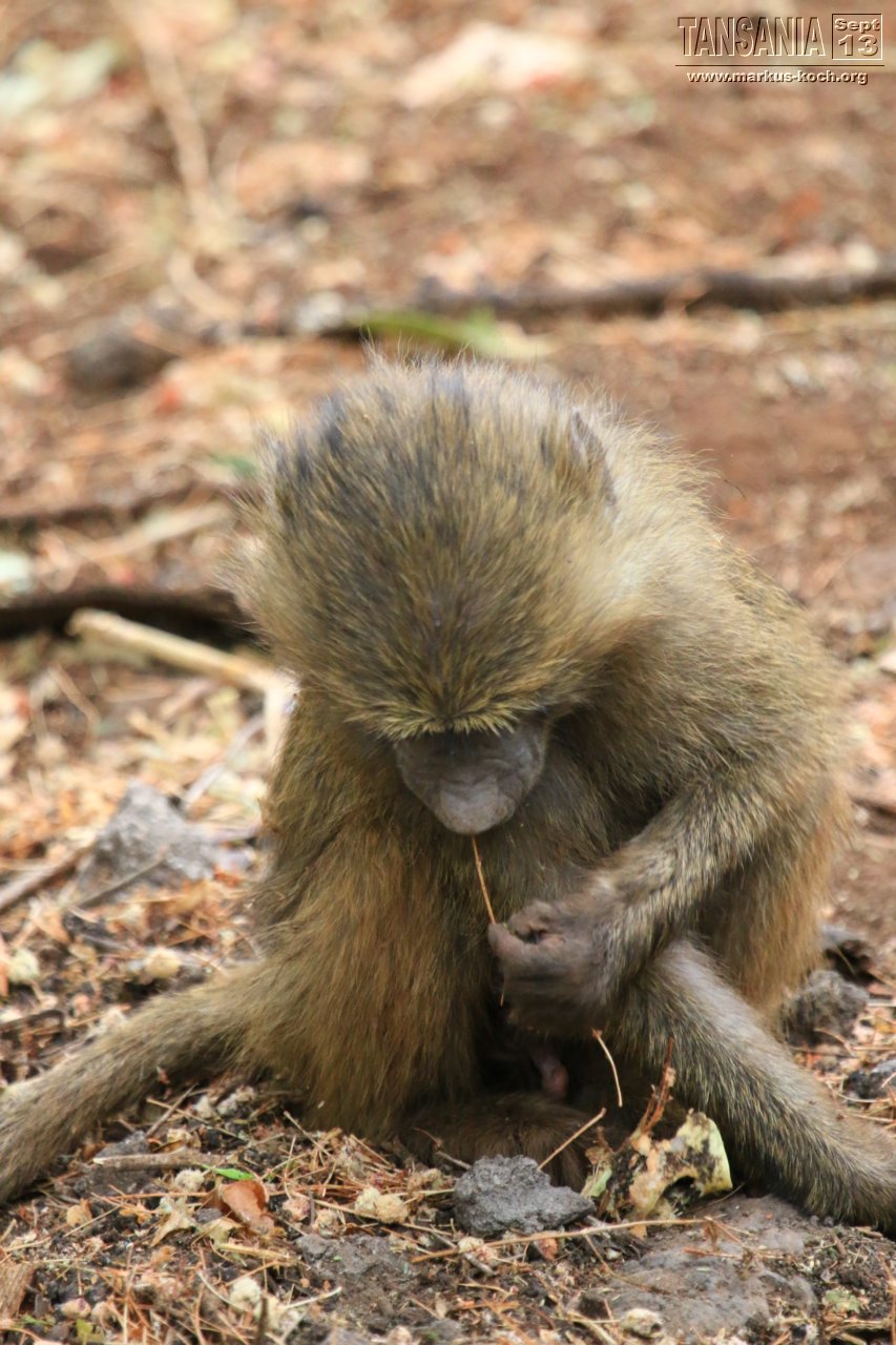 20131002_lake_manyara_np_flug_sansibar_mk034