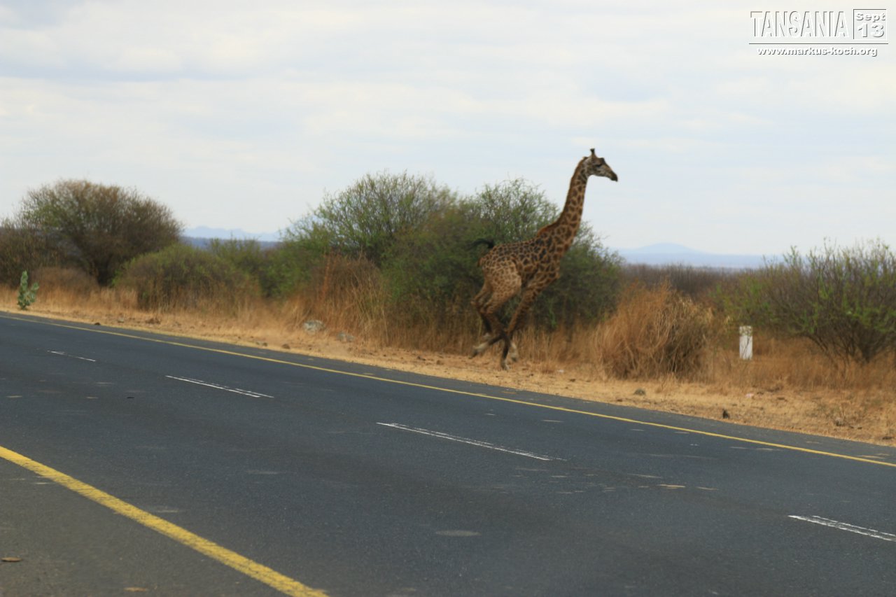 20131002_lake_manyara_np_flug_sansibar_mk166