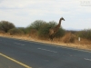 20131002_lake_manyara_np_flug_sansibar_mk166