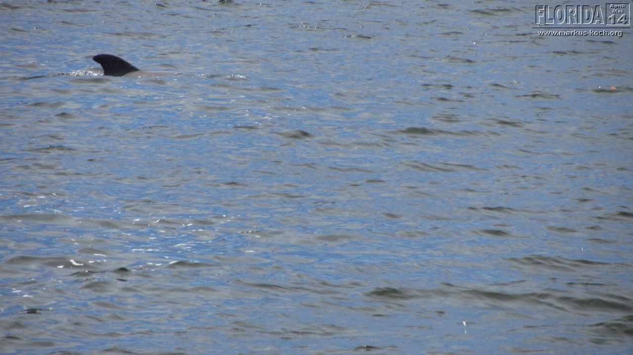 20140428_capecoral_mk22