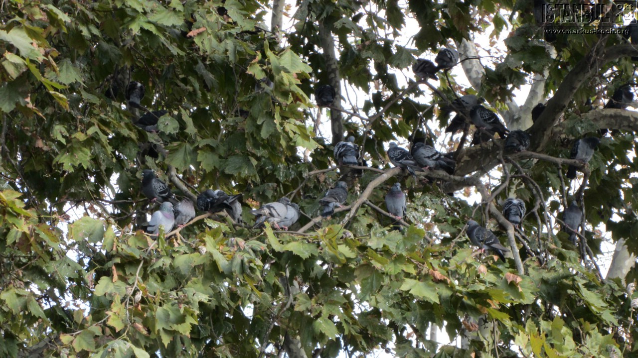 20141019_tag3_so_mk082