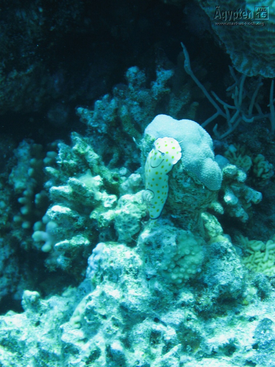 20150716-23_el_gouna_tauchen_egypt_mm500