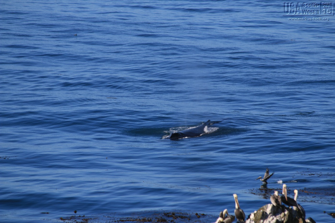 20150917_kirkcreek_us1_bigsur_monterey_watsonville_mk012