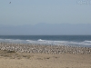 20150917_kirkcreek_us1_bigsur_monterey_watsonville_mk244