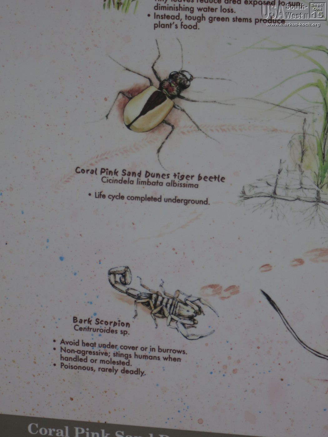 20151005_bryce_coralpinksanddunes_mk31