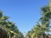 20220902-11_magiclife_jacaranda_tuerkei_mk040