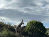 20221103-21_suedafrika_kapstadt_gardenroute_mk0889