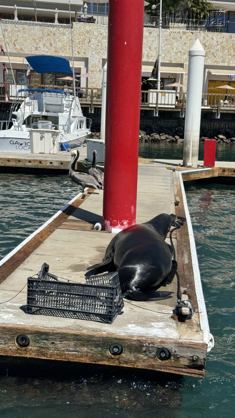 20250316-24_mexiko_baja_california_sur_mk0242