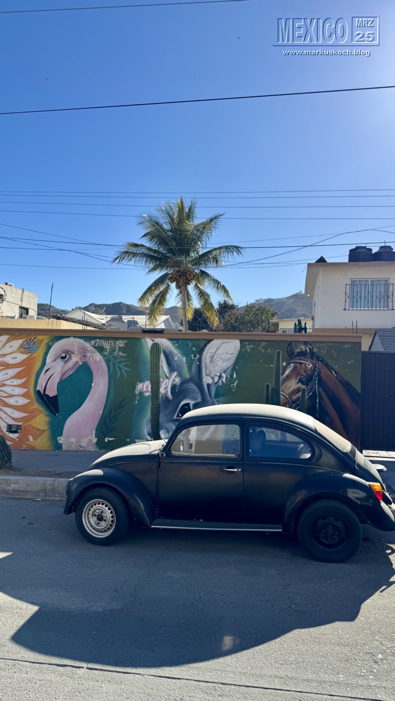 20250316-24_mexiko_baja_california_sur_mk0257