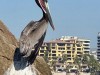 20250316-24_mexiko_baja_california_sur_mk0165