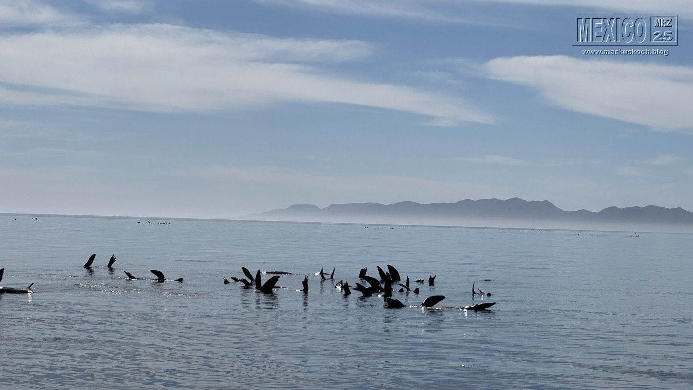 20250316-24_mexiko_baja_california_sur_mk0452