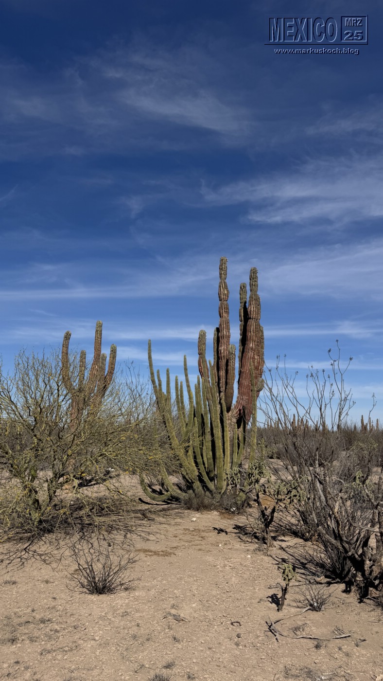 20250316-24_mexiko_baja_california_sur_mk0509