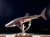 20250316-24_mexiko_baja_california_sur_mk0607