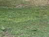20250524-28_athen_mk248